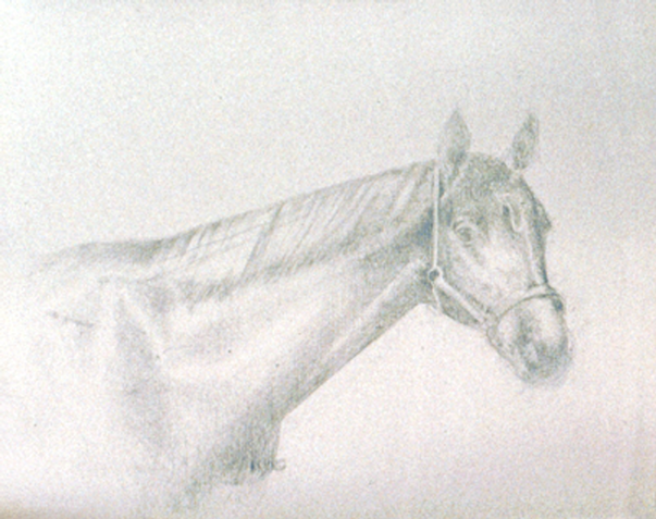 Silverpoint Drawing of a Thoroughbred Horse